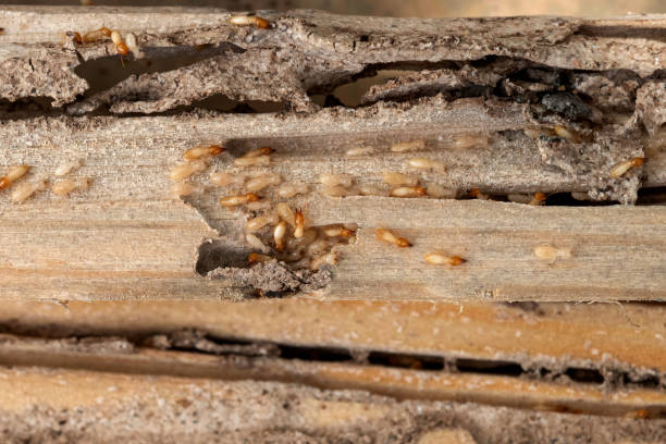 Best Wasp Removal Services  in Grosse Pointe, MI